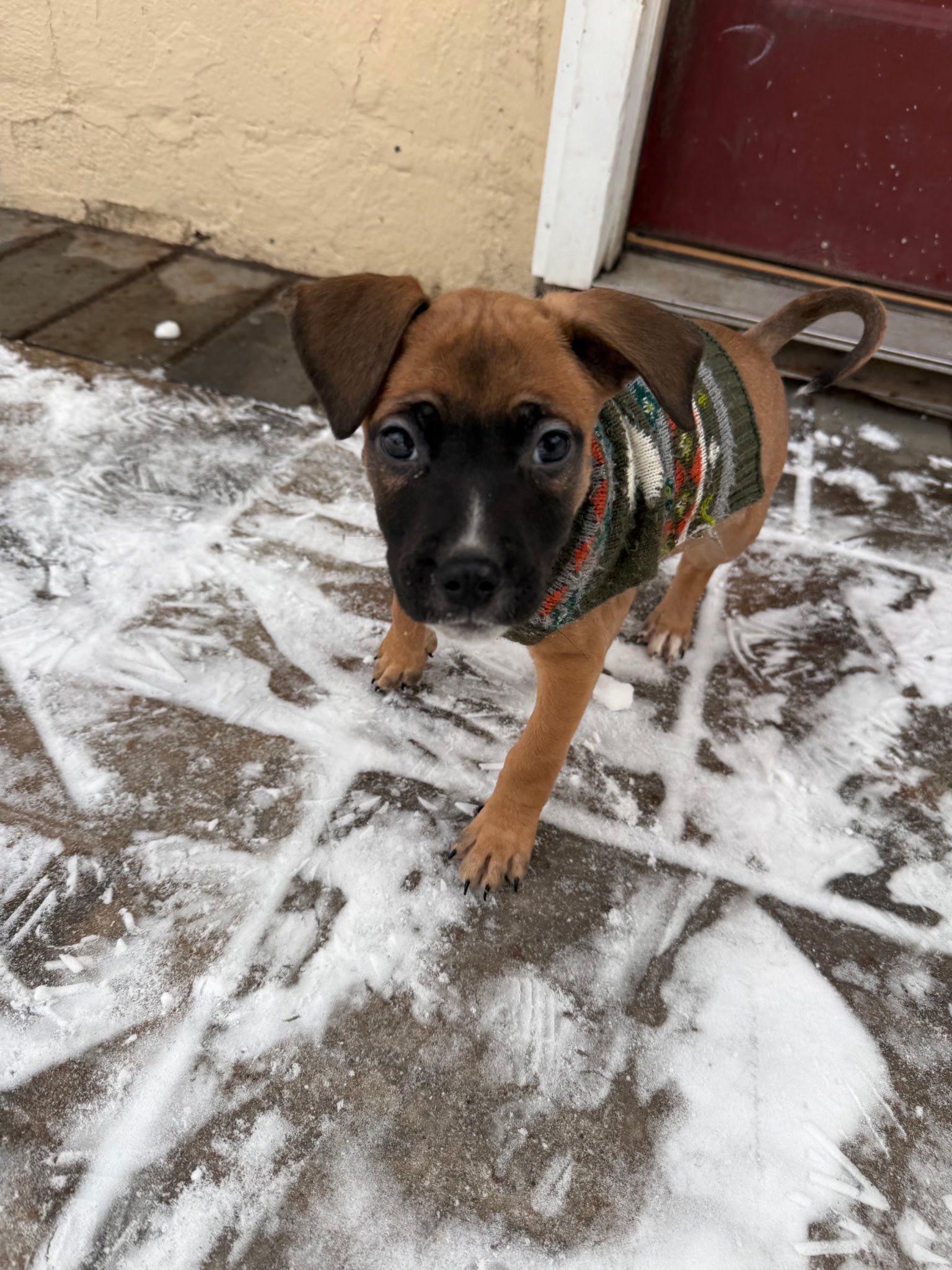 Enlarge Meganight, a ADOPTABLE mixed breed in Riverdale, NJ image 4/5