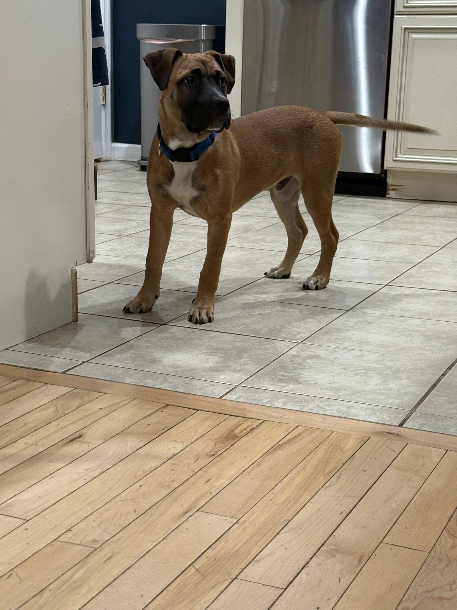 Enlarge Meganight, a ADOPTABLE mixed breed in Riverdale, NJ image 5/5