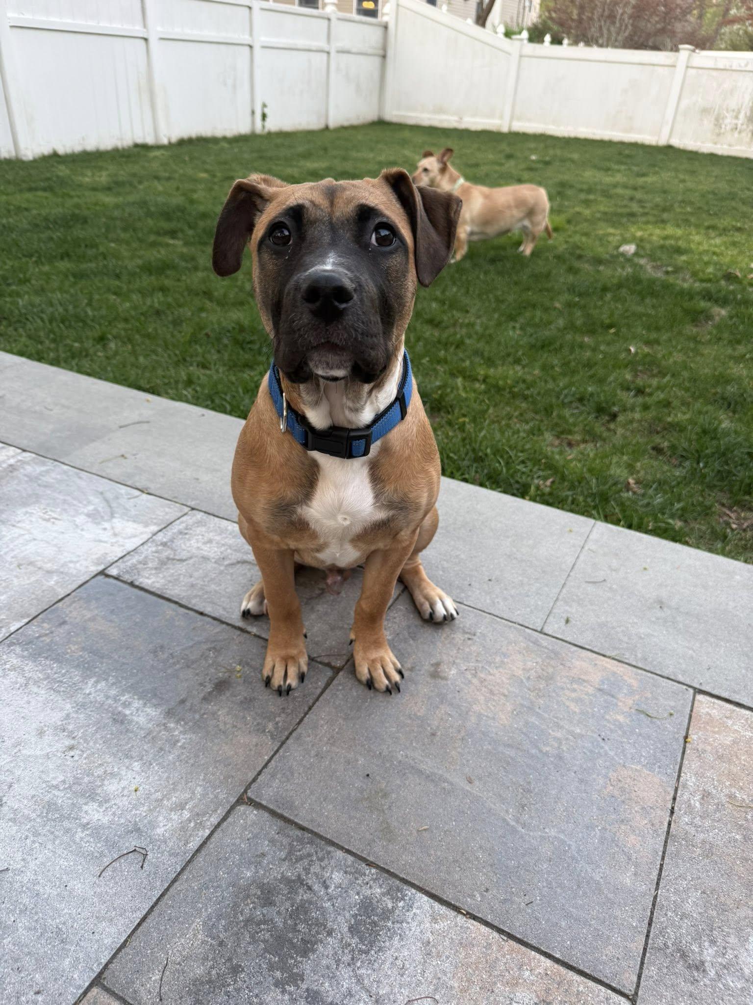 Enlarge Meganight, a ADOPTABLE mixed breed in Riverdale, NJ image 3/5