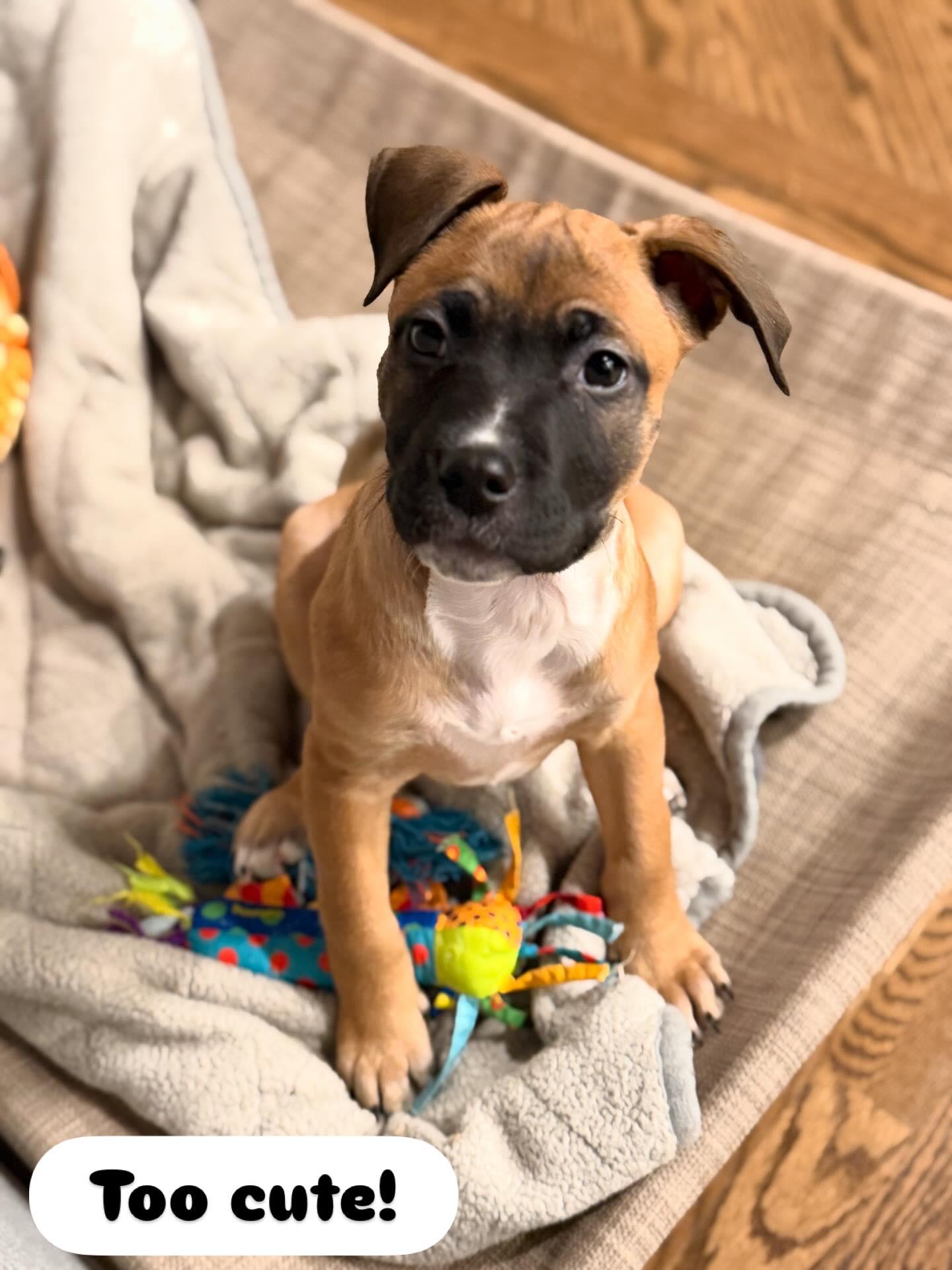 Enlarge Meganight, a ADOPTABLE mixed breed in Riverdale, NJ image 1/5