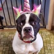 Enlarge Yoyoma - Fee Sponsored in Full, a Adoptable mixed breed in Alexandria, VA image 1/6