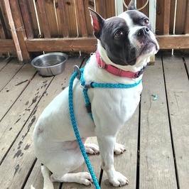 Enlarge Yoyoma - Fee Sponsored in Full, a Adoptable mixed breed in Alexandria, VA image 3/6