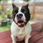 Enlarge Yoyoma - Fee Sponsored in Full, a Adoptable mixed breed in Woodbridge, VA image 2/6