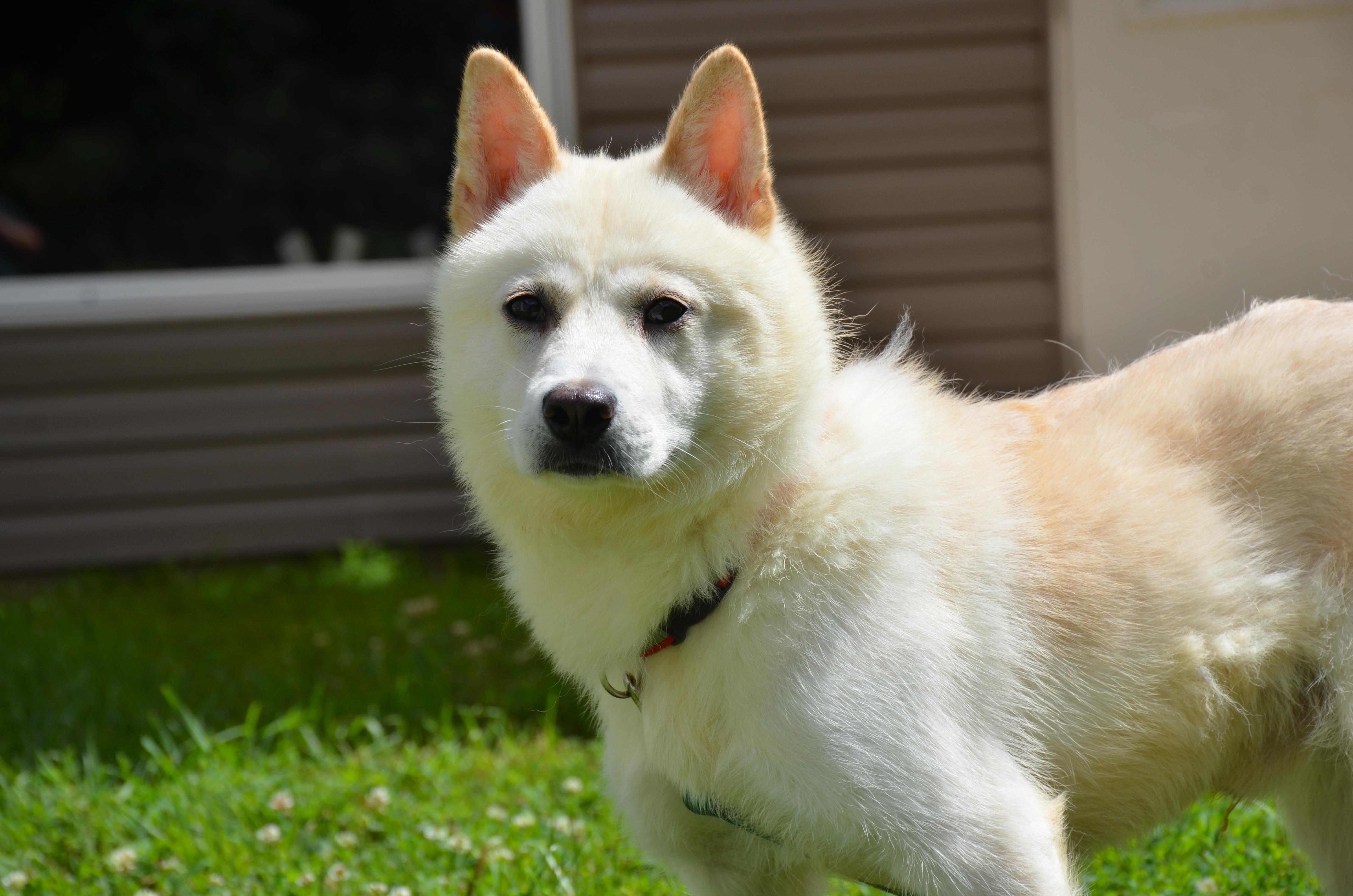 Noah, an adoptable Jindo in Montreal, QC, H4C 2E1 | Photo Image 3