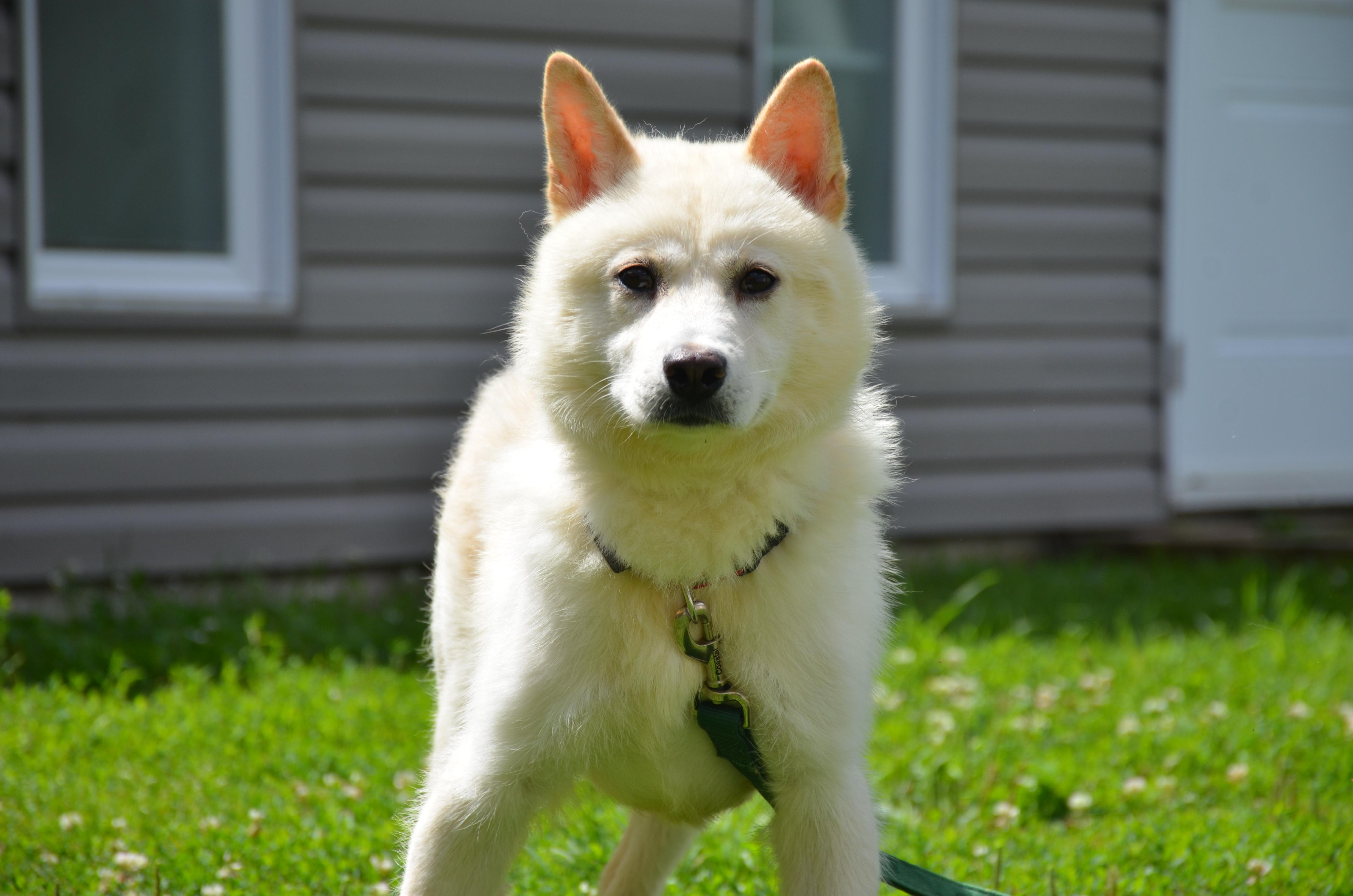 Noah, an adoptable Jindo in Montreal, QC, H4C 2E1 | Photo Image 2