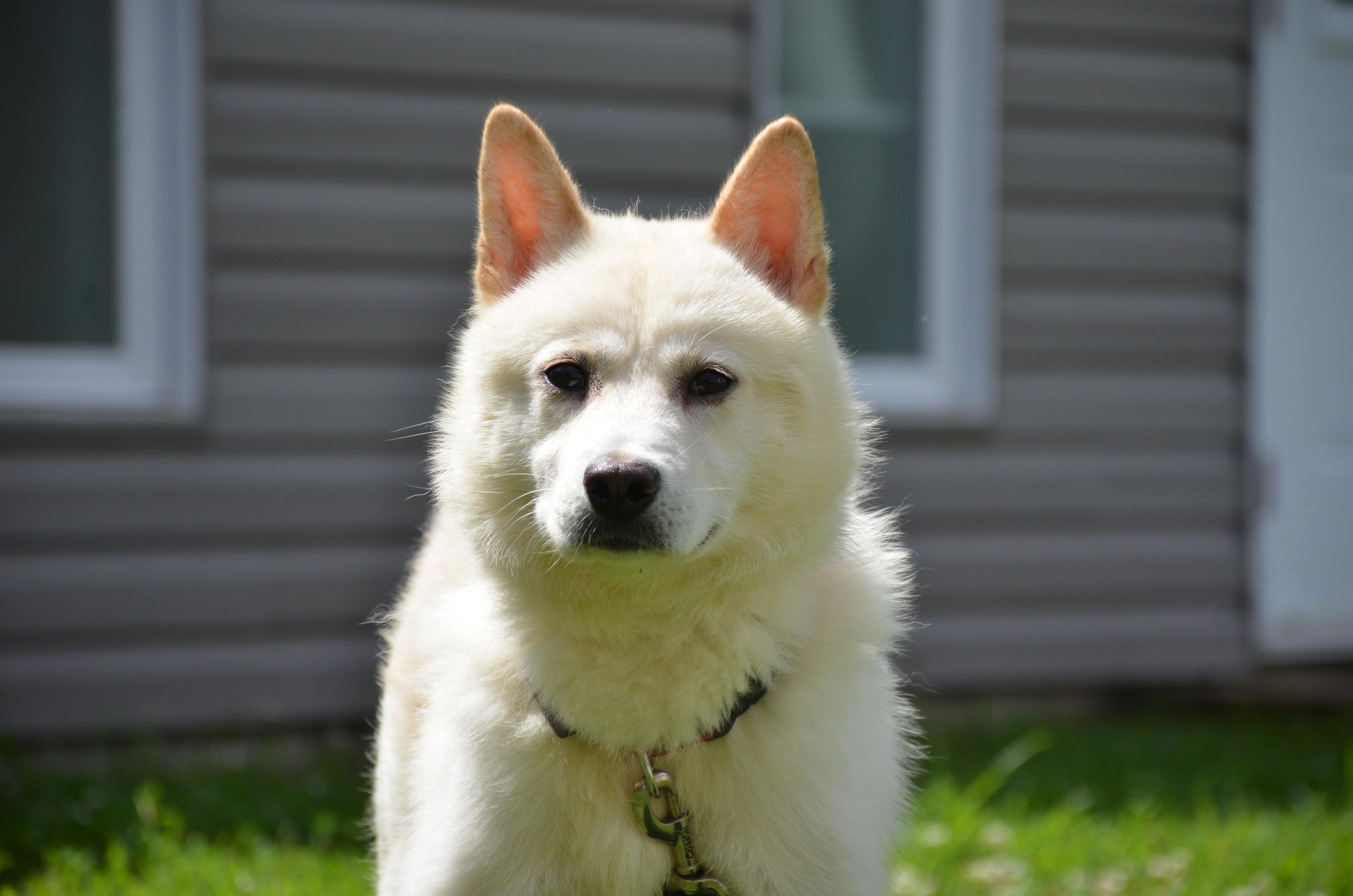 Noah, an adoptable Jindo in Montreal, QC, H4C 2E1 | Photo Image 1