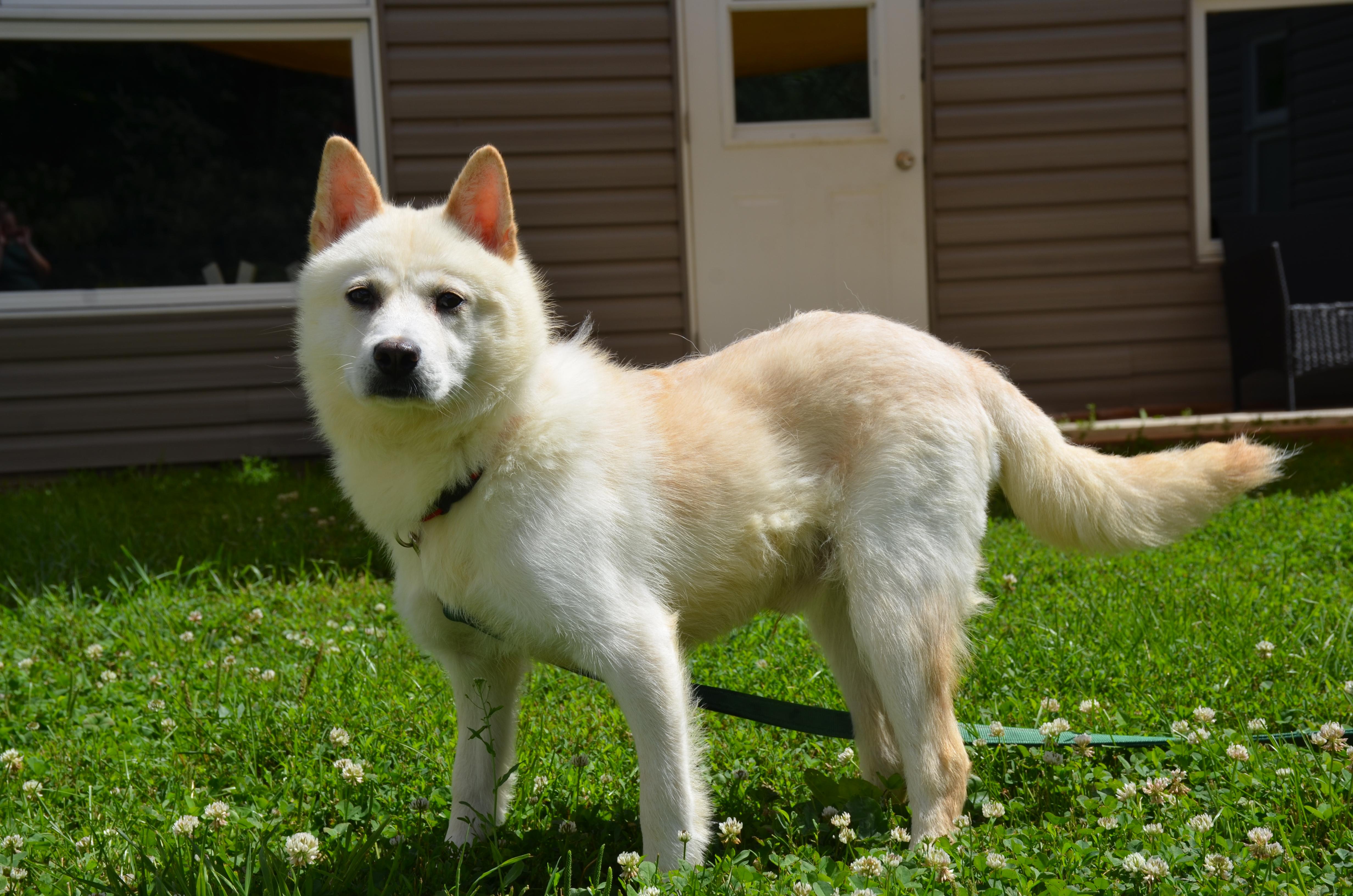 Noah, an adoptable Jindo in Montreal, QC, H4C 2E1 | Photo Image 4