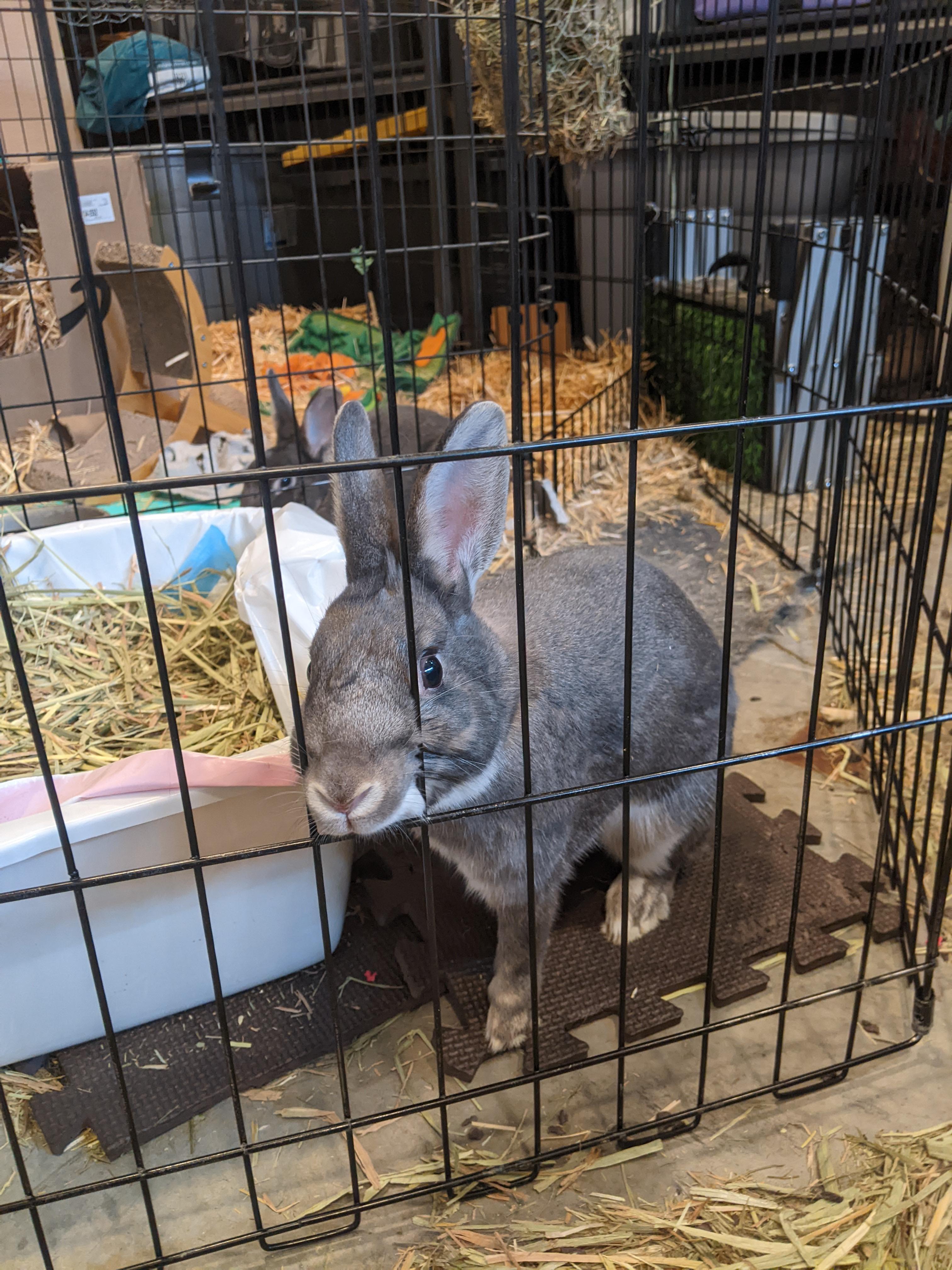 Lyra and Icarus (Courtesy post, please contact owner directly -Deborah Tutnauer (970) 209-7473, a ADOPTABLE American in Montrose, CO image 2/3