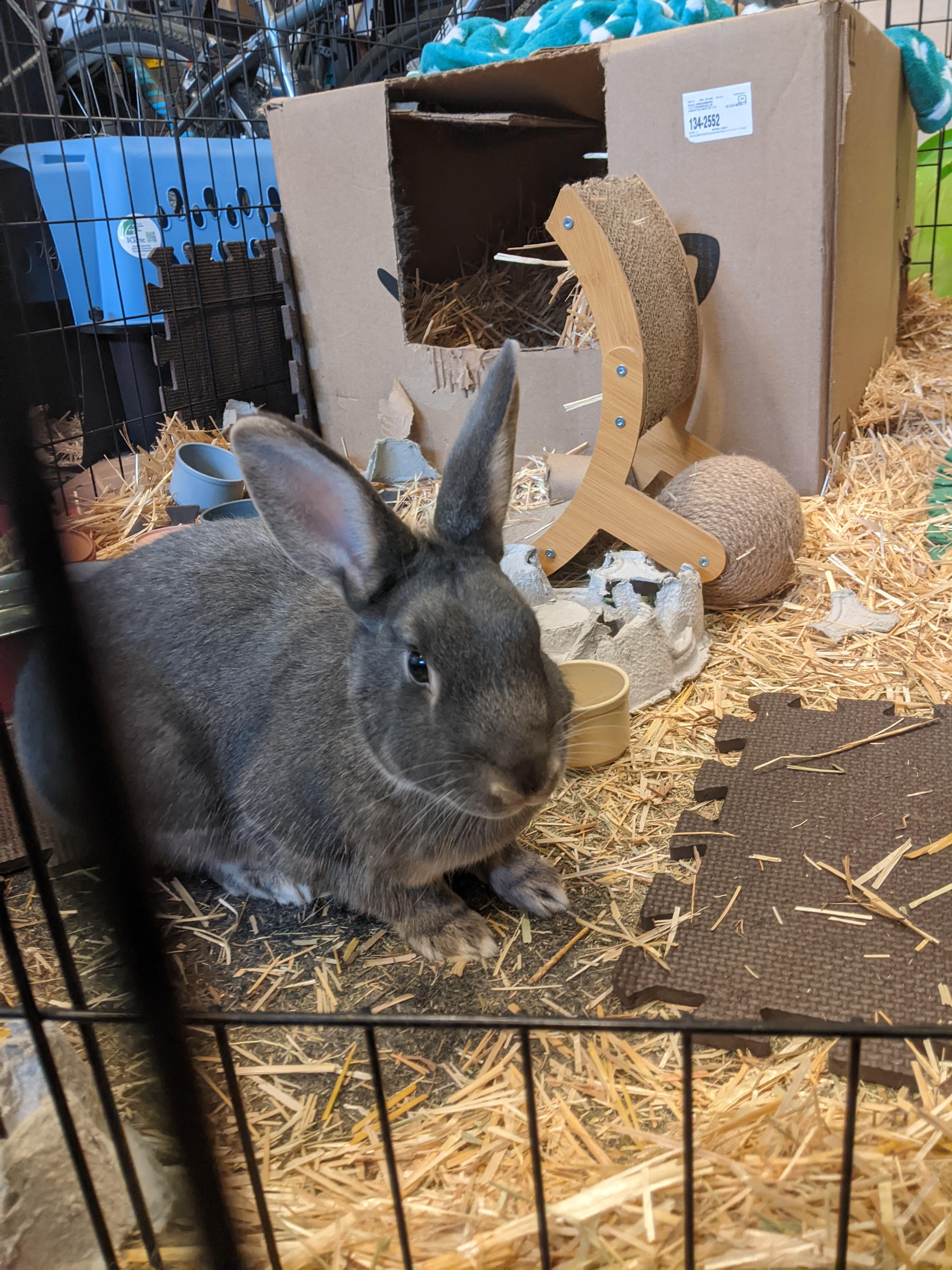 Lyra and Icarus (Courtesy post, please contact owner directly -Deborah Tutnauer (970) 209-7473, ADOPTABLE, Young Female American.