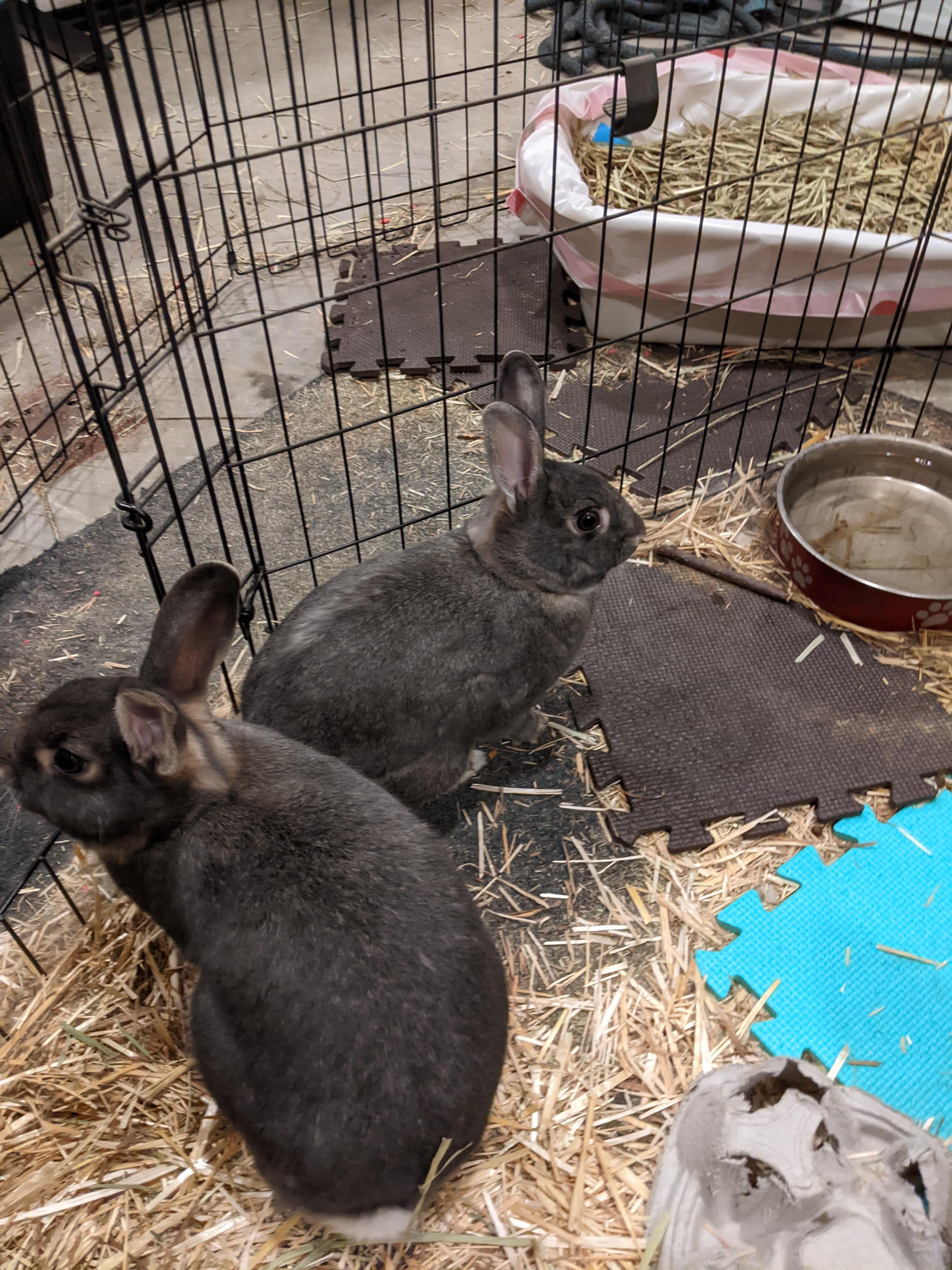 Lyra and Icarus (Courtesy post, please contact owner directly -Deborah Tutnauer (970) 209-7473, a ADOPTABLE American in Montrose, CO image 3/3