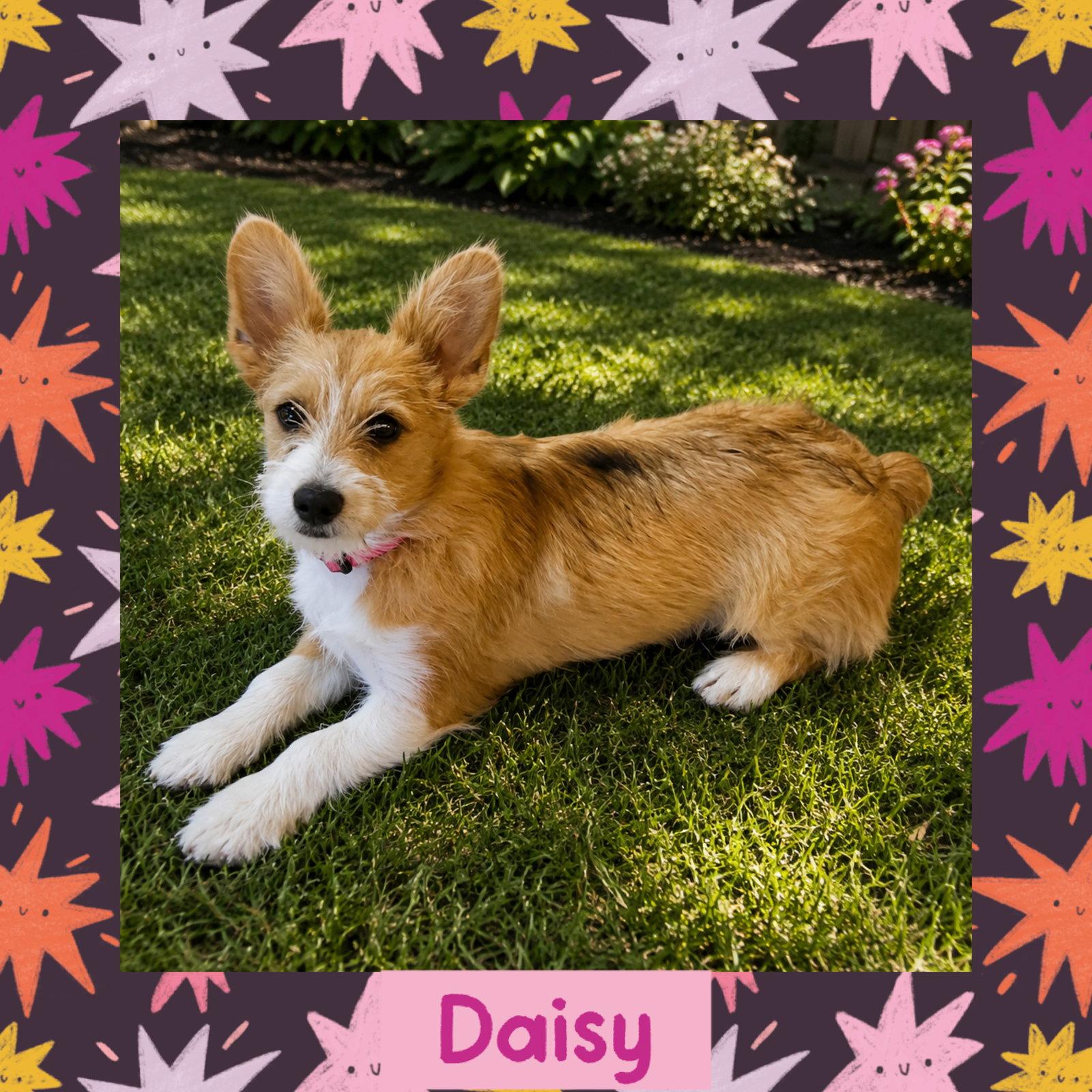 Daisy, Adopted, Young Female Corgi.