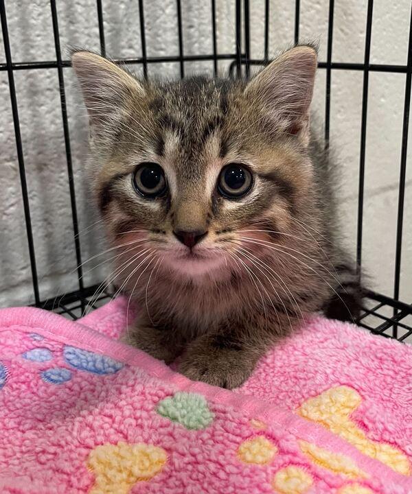 Dio, ADOPTABLE, Kitten Male Domestic Short Hair.