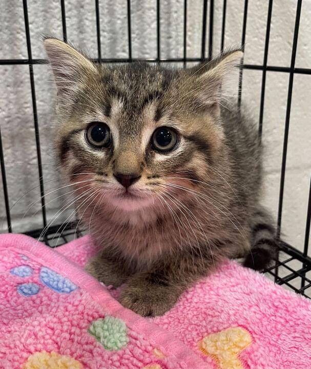 Dio, a ADOPTABLE Domestic Short Hair in Jackson, MI image 2/3