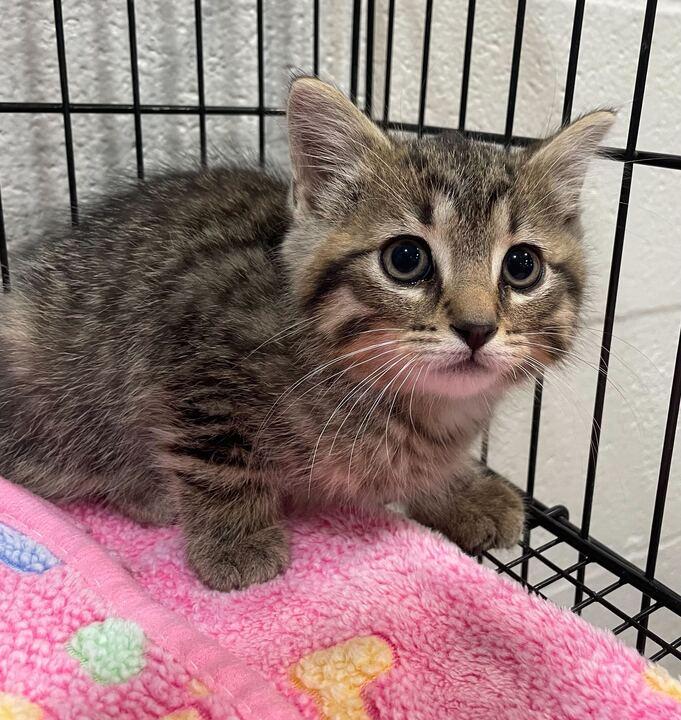 Dio, a ADOPTABLE Domestic Short Hair in Jackson, MI image 3/3