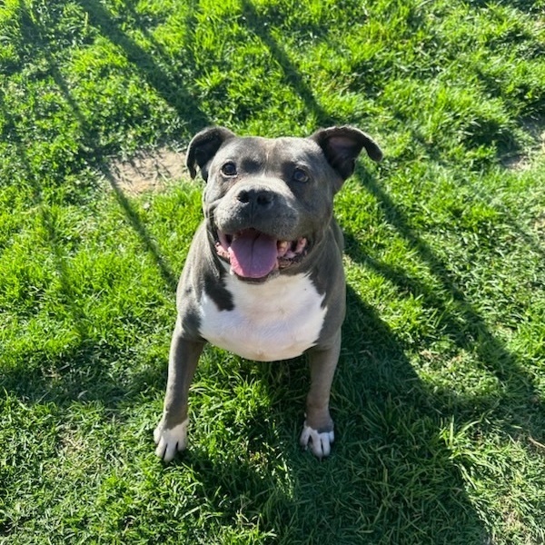 Enlarge Remy, a Adoptable mixed breed in Huntington Beach, CA image 2/6