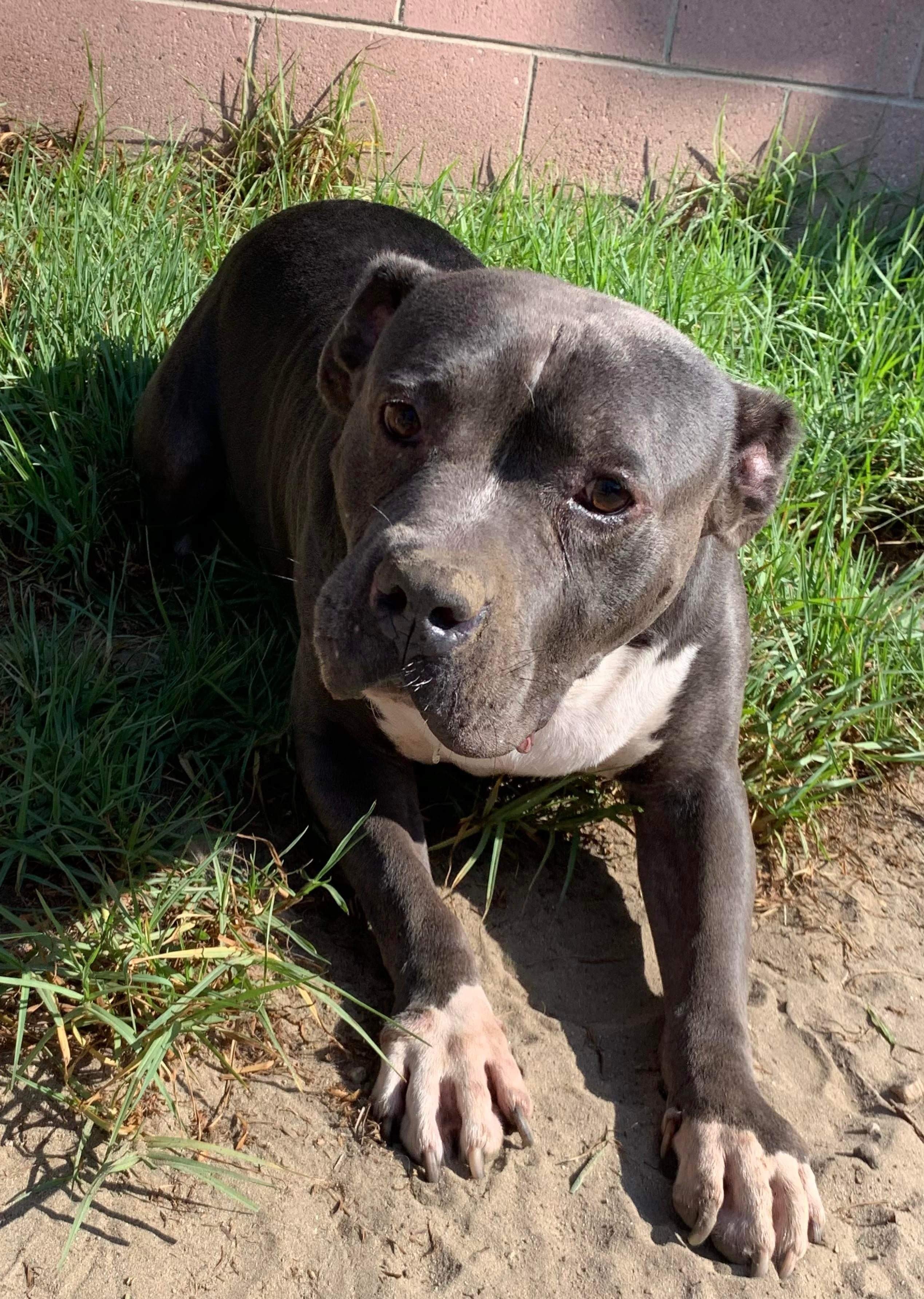 Enlarge Remy, a Adoptable mixed breed in Huntington Beach, CA image 4/6