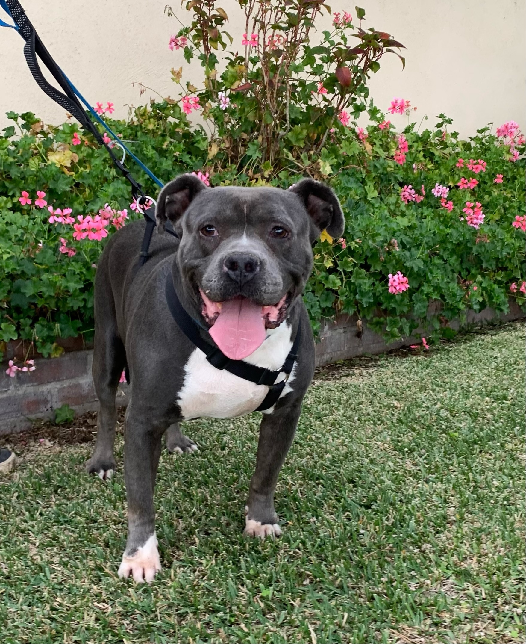 Enlarge Remy, a Adoptable mixed breed in Huntington Beach, CA image 5/6