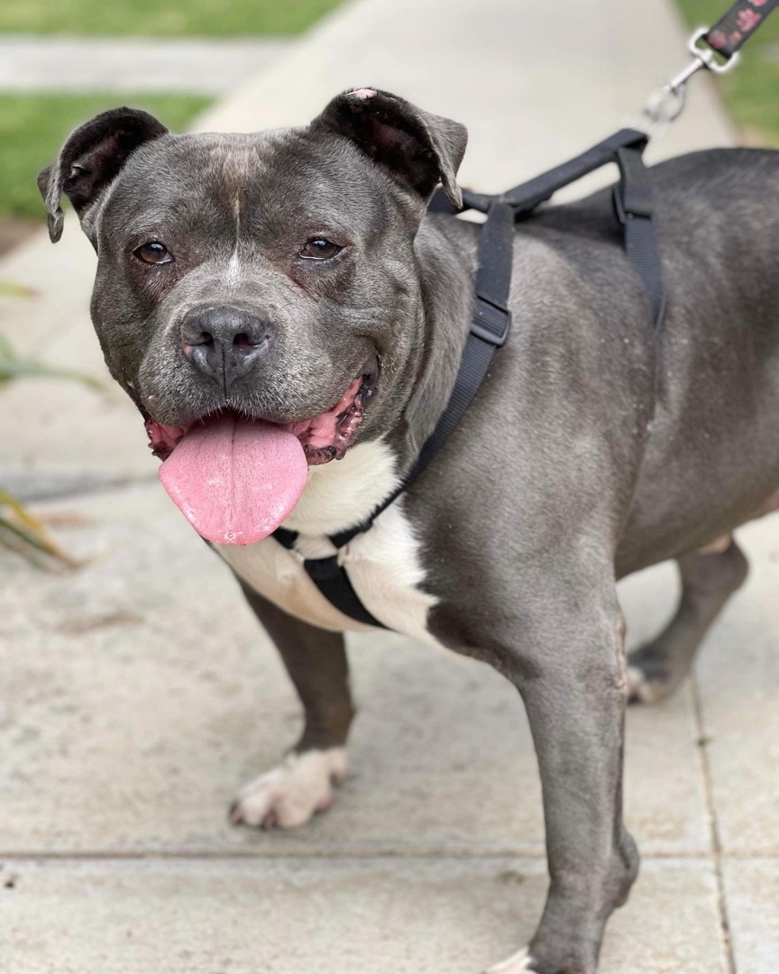 Enlarge Remy, a Adoptable mixed breed in Huntington Beach, CA image 6/6