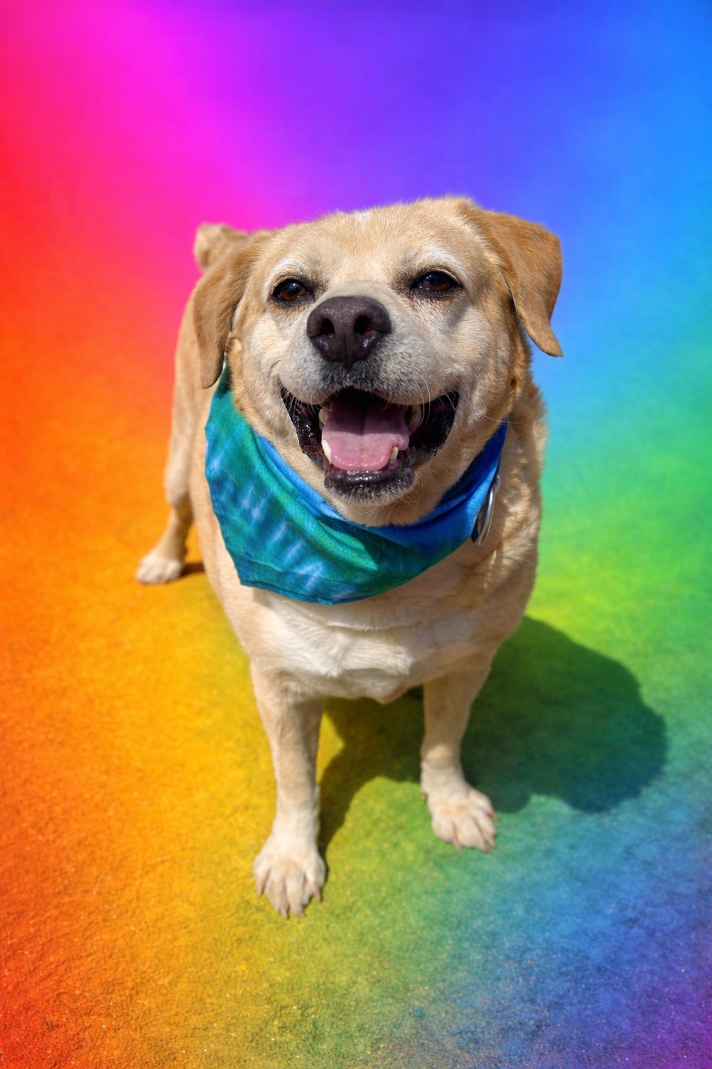 Enlarge Victor, an adoptable mixed breed in Scottsville, KY image 1/6