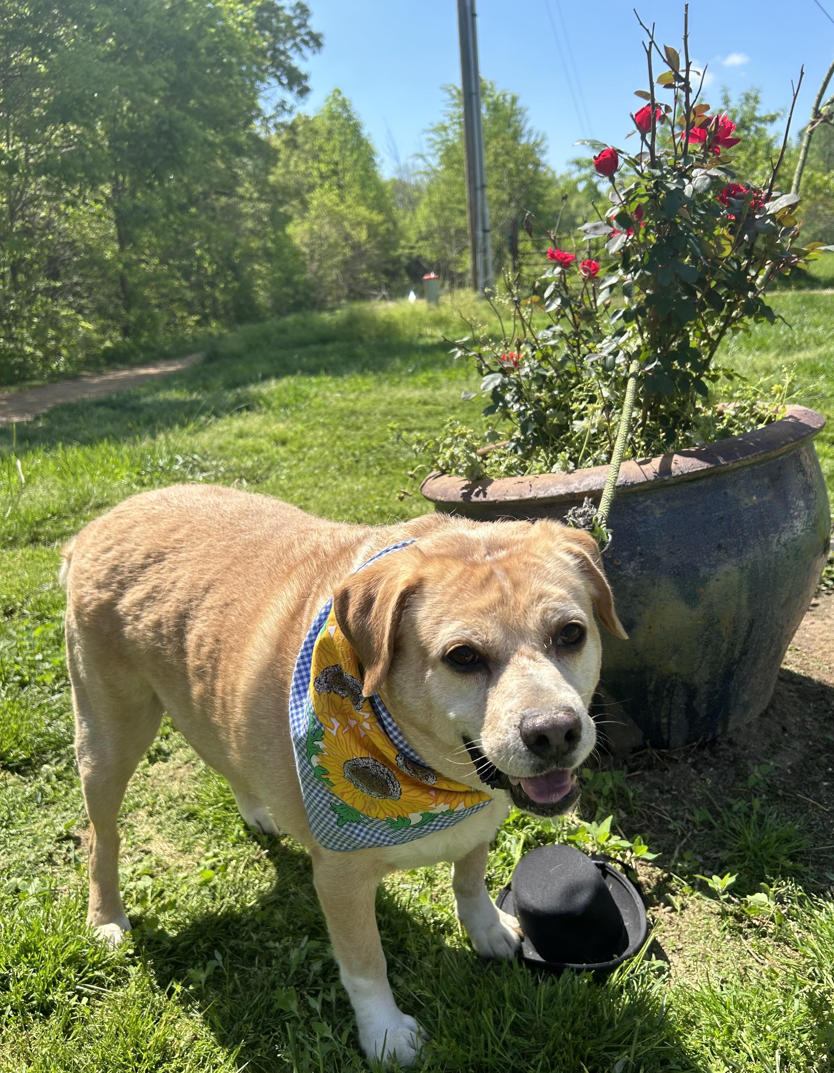 Victor, adoptable, Senior Male Golden Retriever.