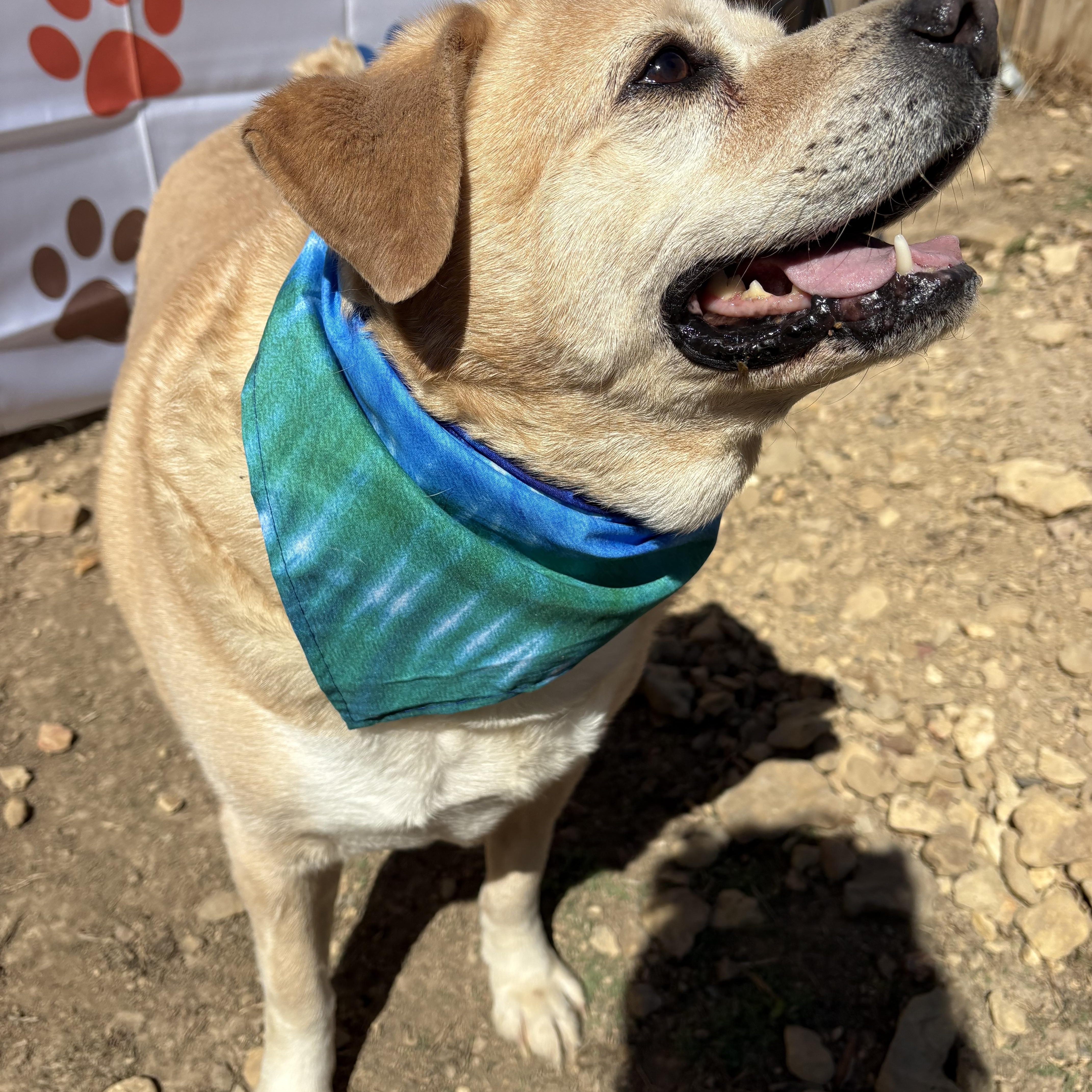 Enlarge Victor, an adoptable mixed breed in Scottsville, KY image 6/6