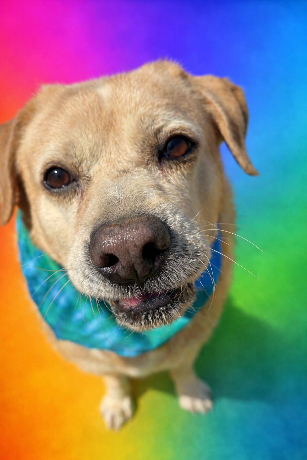 Enlarge Victor, an adoptable mixed breed in Scottsville, KY image 5/6