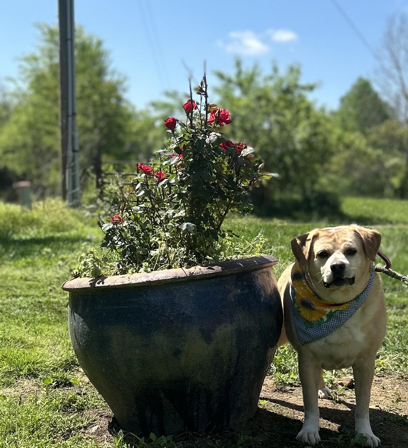Enlarge Victor, an adoptable mixed breed in Scottsville, KY image 2/4