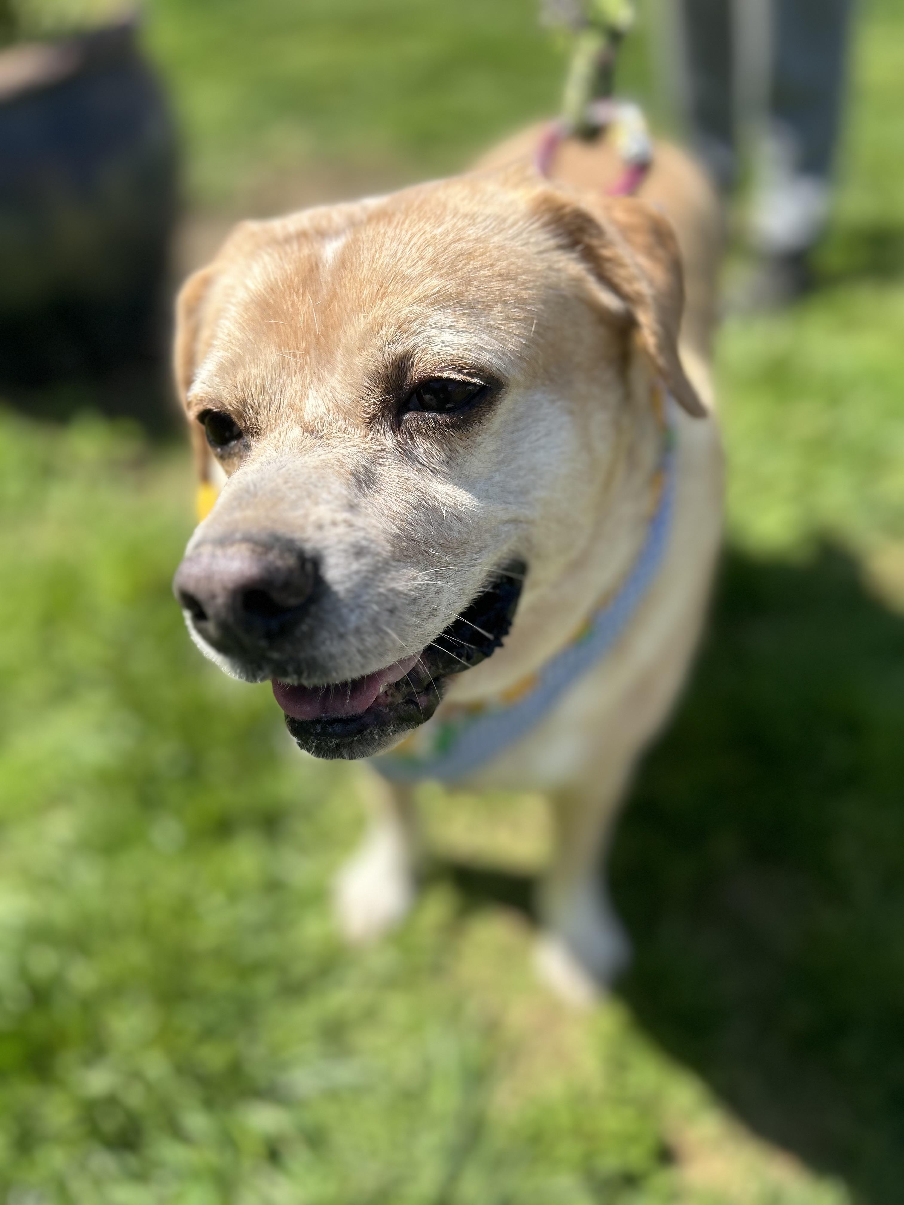 Enlarge Victor, an adoptable mixed breed in Scottsville, KY image 3/4