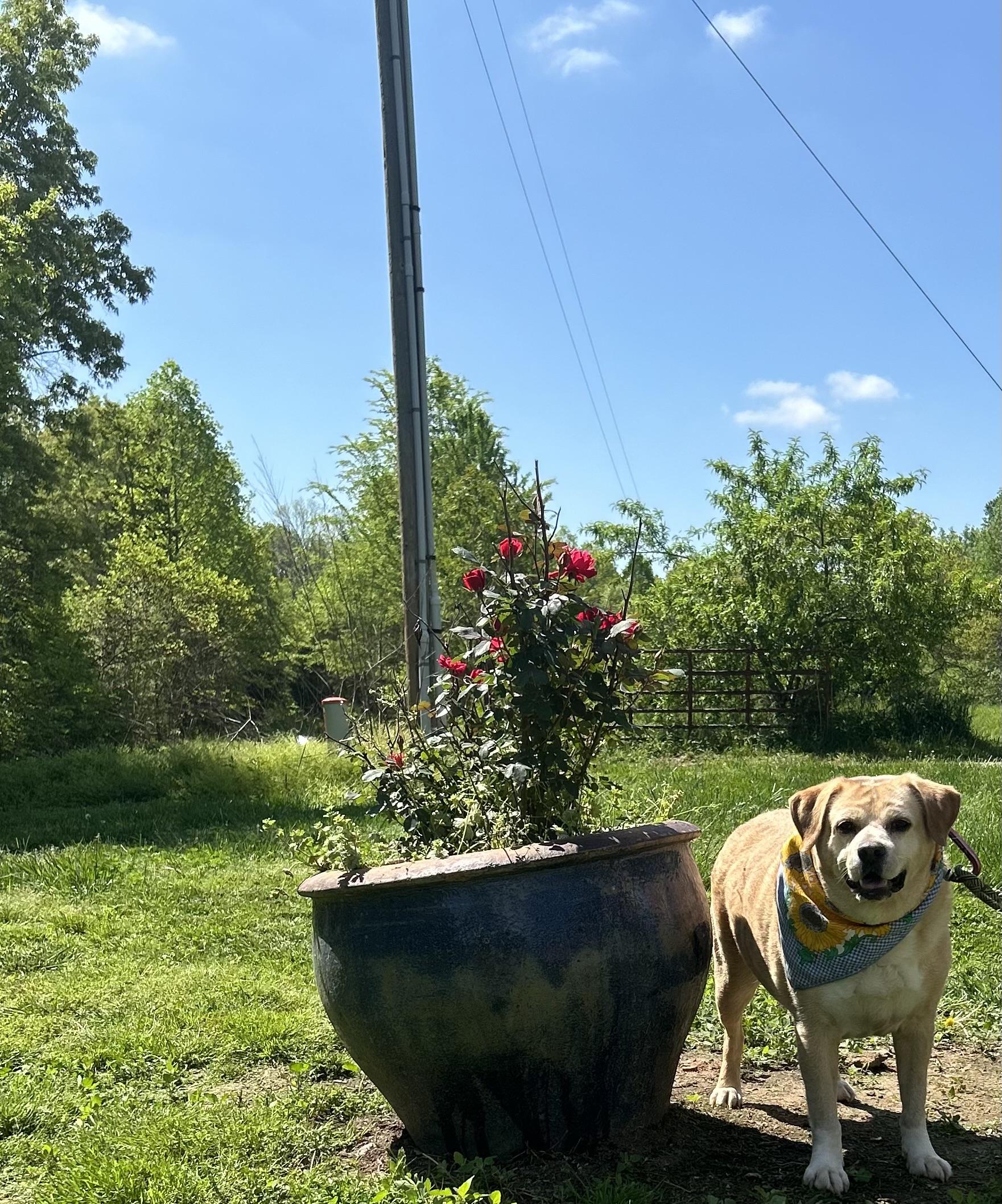 Enlarge Victor, an adoptable mixed breed in Scottsville, KY image 4/4