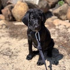 Liffey - PENDING ADOPTION, an adopted mixed breed in Mashpee, MA image 3/5