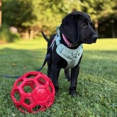 Liffey - PENDING ADOPTION, an adopted mixed breed in Mashpee, MA image 2/5