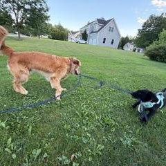 Liffey - PENDING ADOPTION, an adopted mixed breed in Mashpee, MA image 5/5