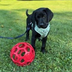 Liffey - PENDING ADOPTION, an adopted mixed breed in Mashpee, MA image 4/5