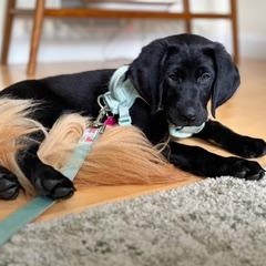 Liffey - PENDING ADOPTION, adopted, Puppy Female Labrador Retriever.