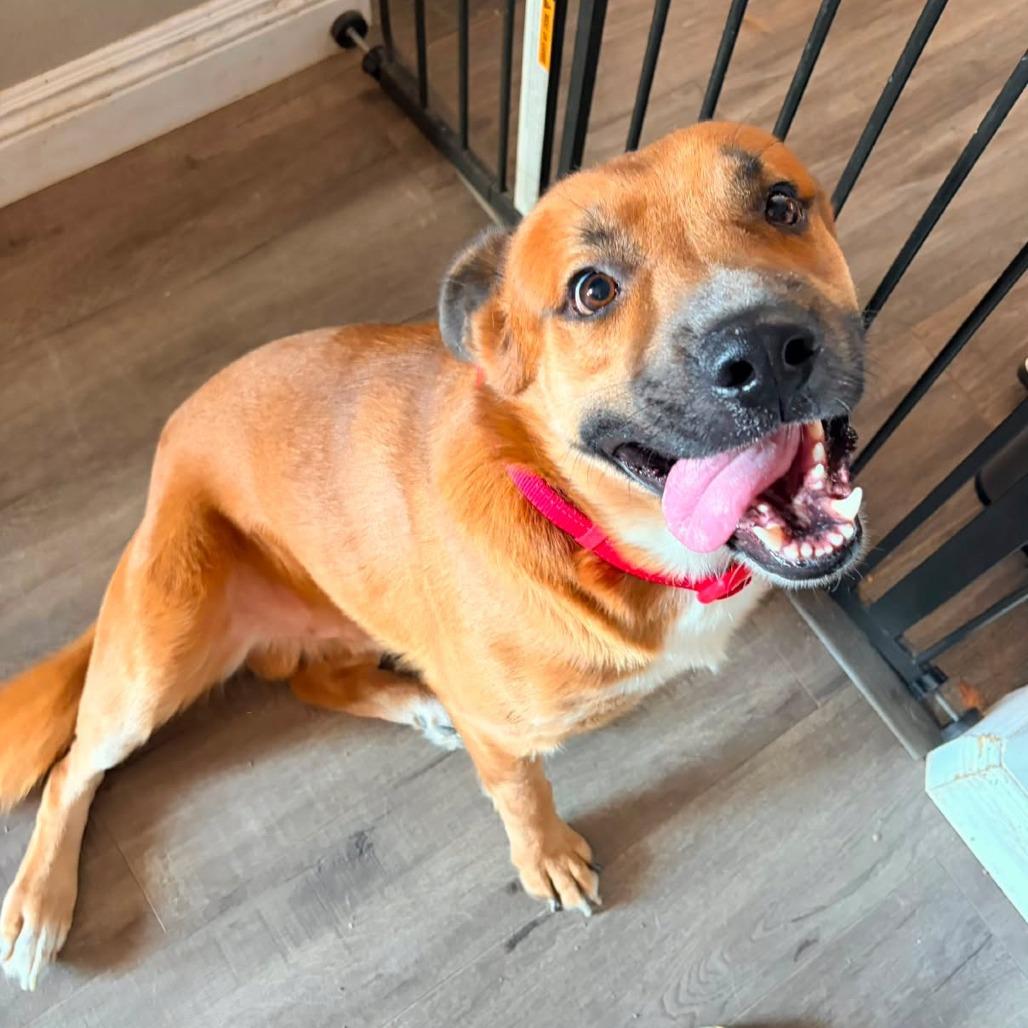*** Red, Adoptable, Adult Male Mixed Breed.