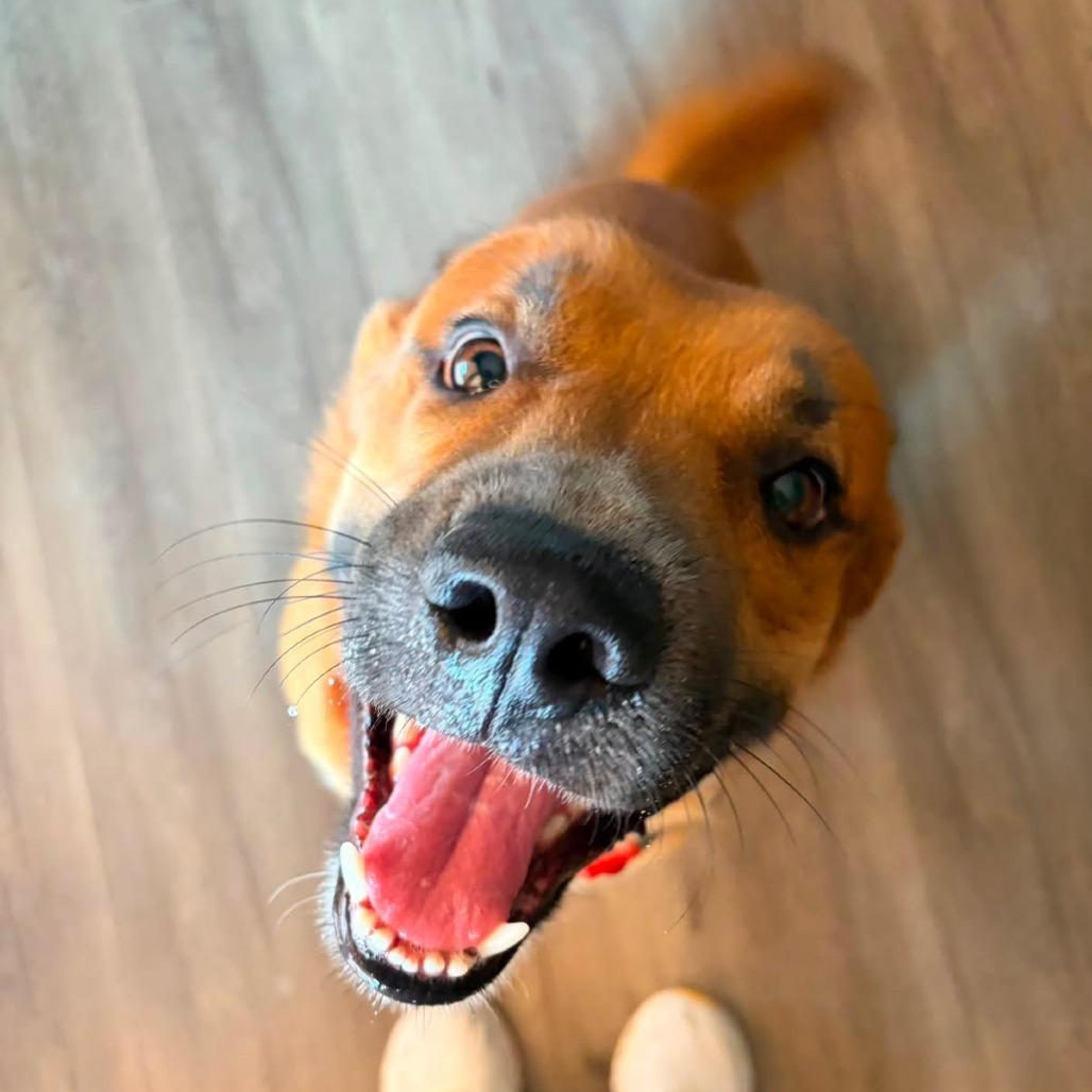 Enlarge *** Red, a Adoptable Mixed Breed in Oceanside, CA image 2/3
