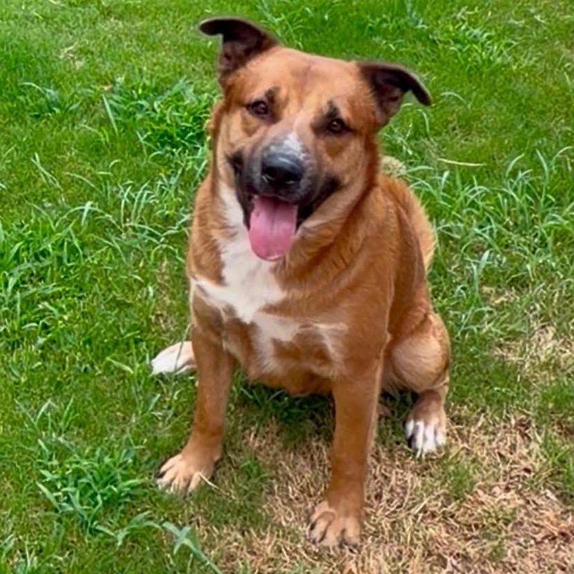 Enlarge *** Red, a Adoptable Mixed Breed in Oceanside, CA image 3/3
