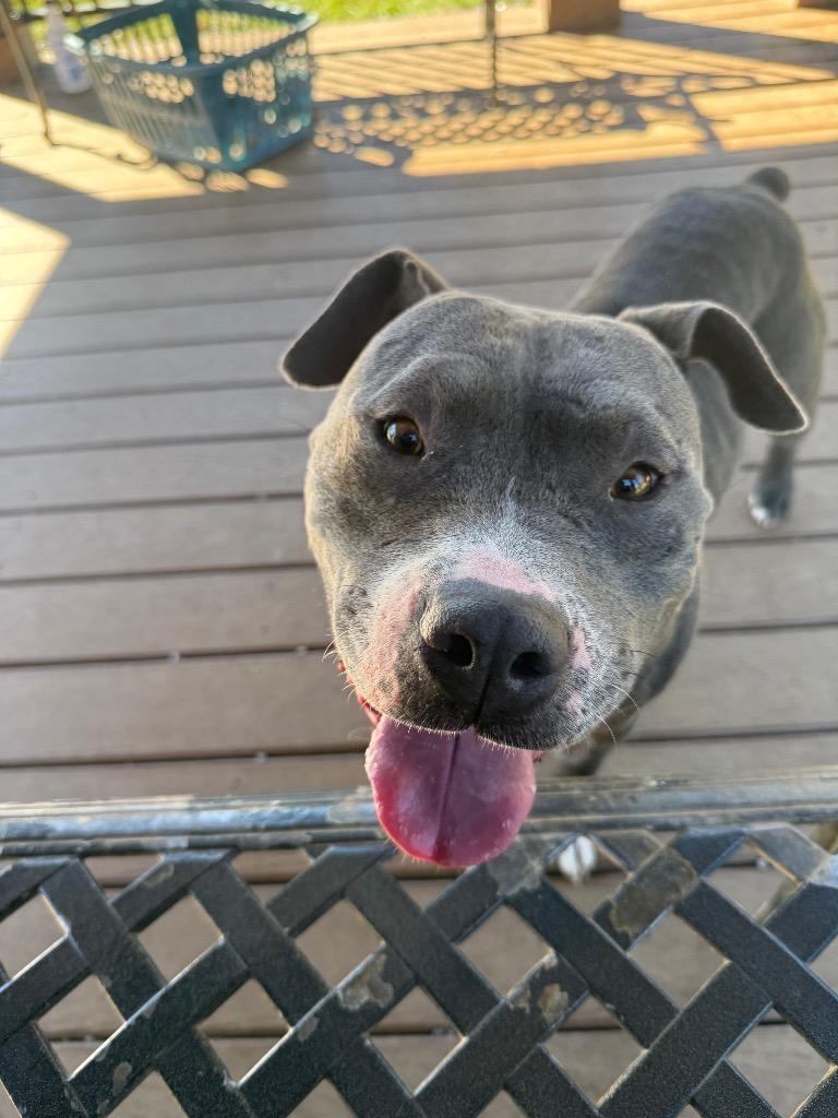 Enlarge Sirloin, a Adoptable mixed breed in Burnsville, NC image 1/4