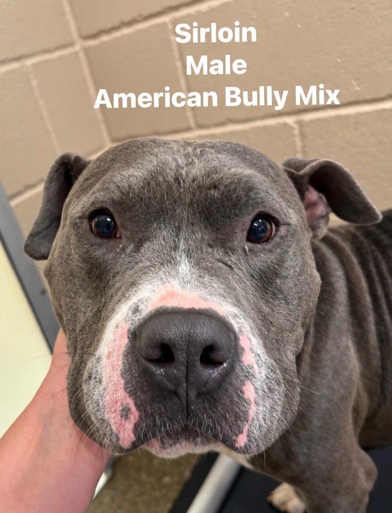 Enlarge Sirloin, a Adoptable mixed breed in Burnsville, NC image 2/4