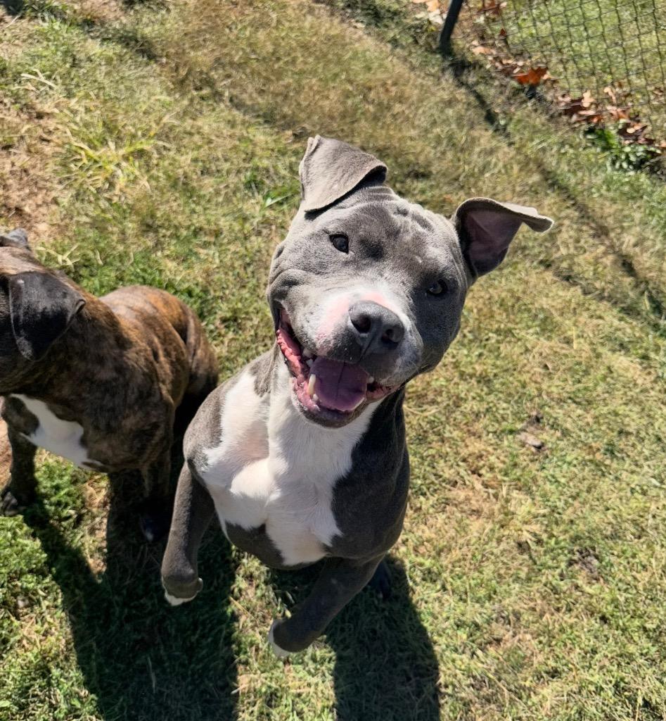 Enlarge Sirloin, a Adoptable mixed breed in Burnsville, NC image 4/4