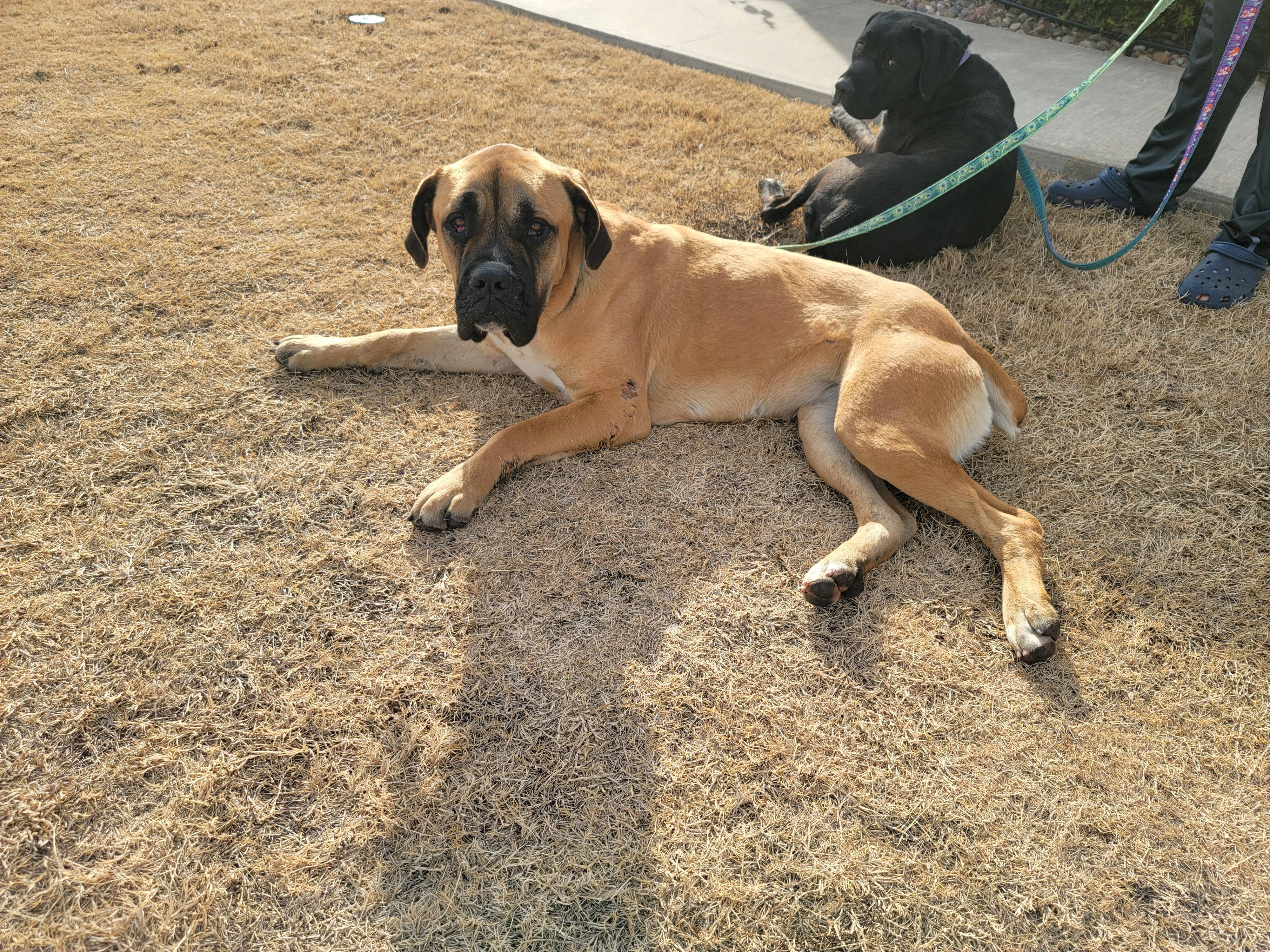 Thelma, ADOPTABLE, Adult Female Mastiff.