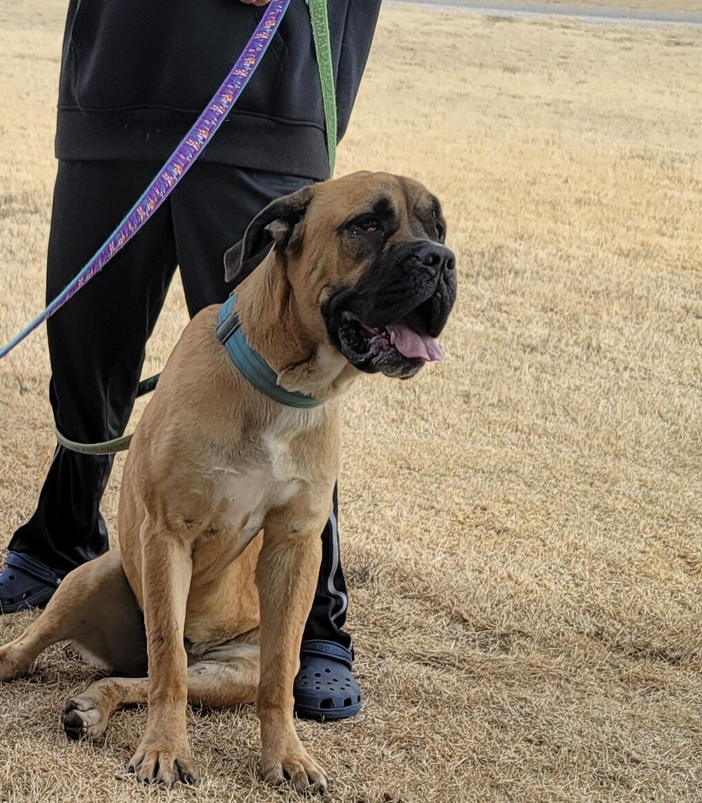 Thelma, a ADOPTABLE Mastiff in Carnegie, OK image 2/2