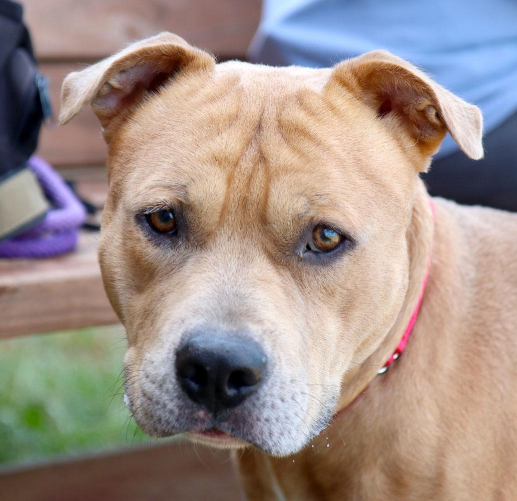 Academy (AO34793), a Adoptable mixed breed in Kansas City, KS image 5/6