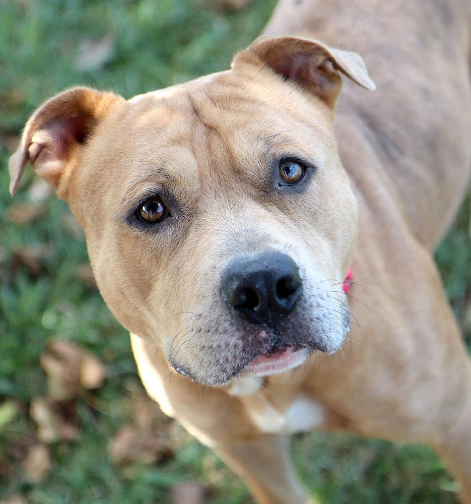 Academy (AO34793), a Adoptable mixed breed in Kansas City, KS image 4/6