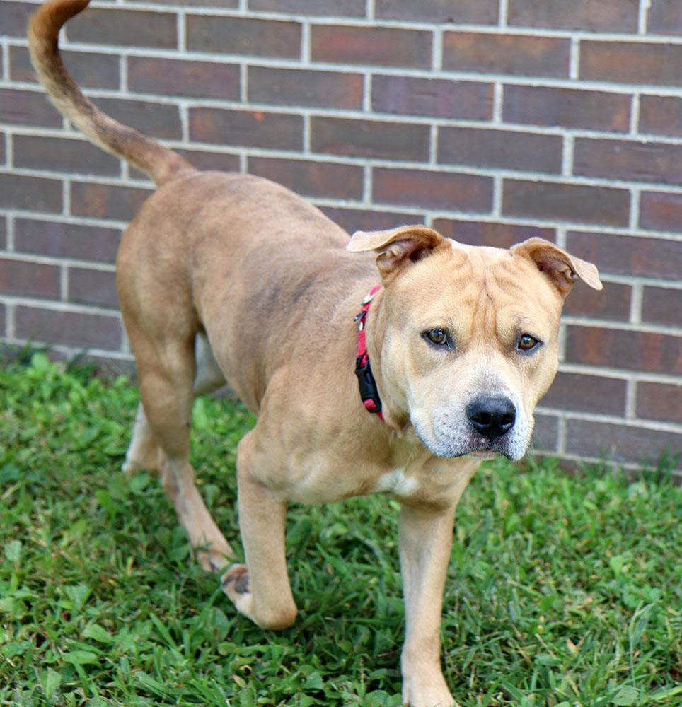 Academy (AO34793), a Adoptable mixed breed in Kansas City, KS image 3/6