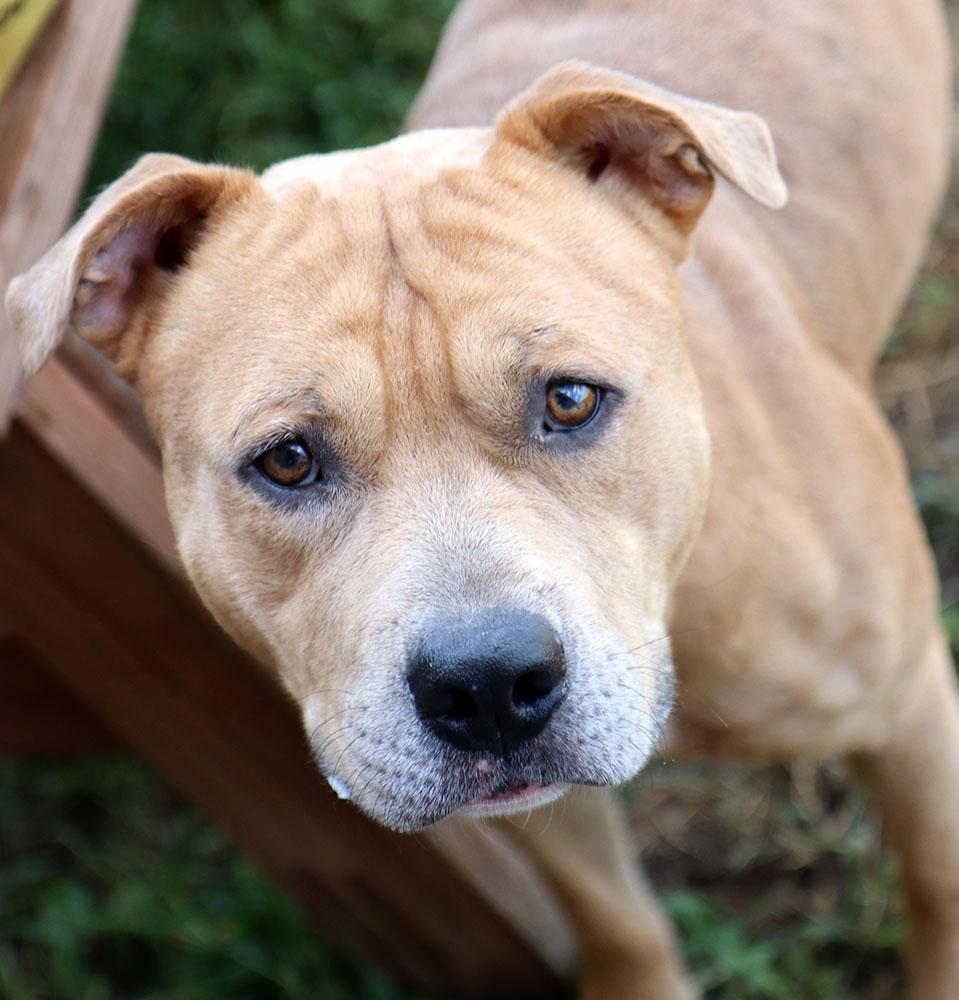 Academy (AO34793), a Adoptable mixed breed in Kansas City, KS image 6/6