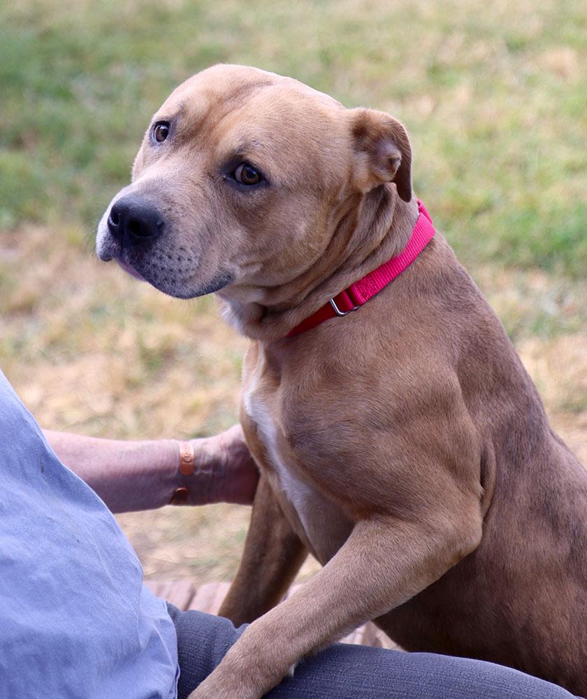 Academy (AO34793), a Adoptable mixed breed in Kansas City, KS image 2/6