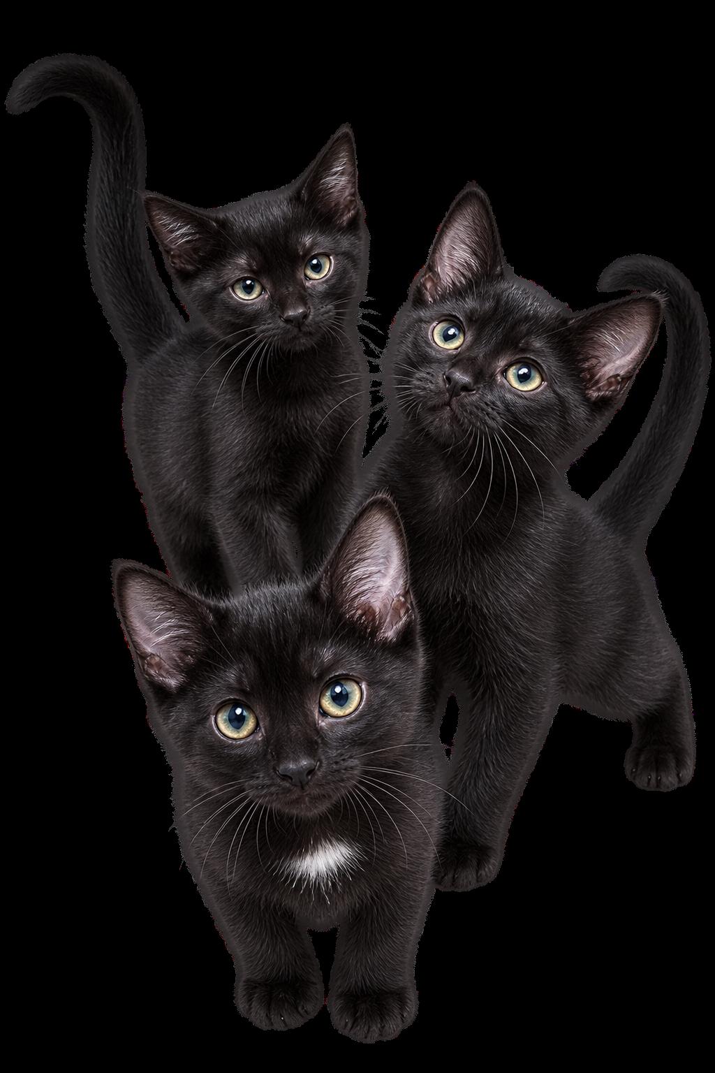 Enlarge Kittens - RICE CRISPY TREATS - Triple the Fun!, a Adopted mixed breed in Hillsboro, OR image 1/1