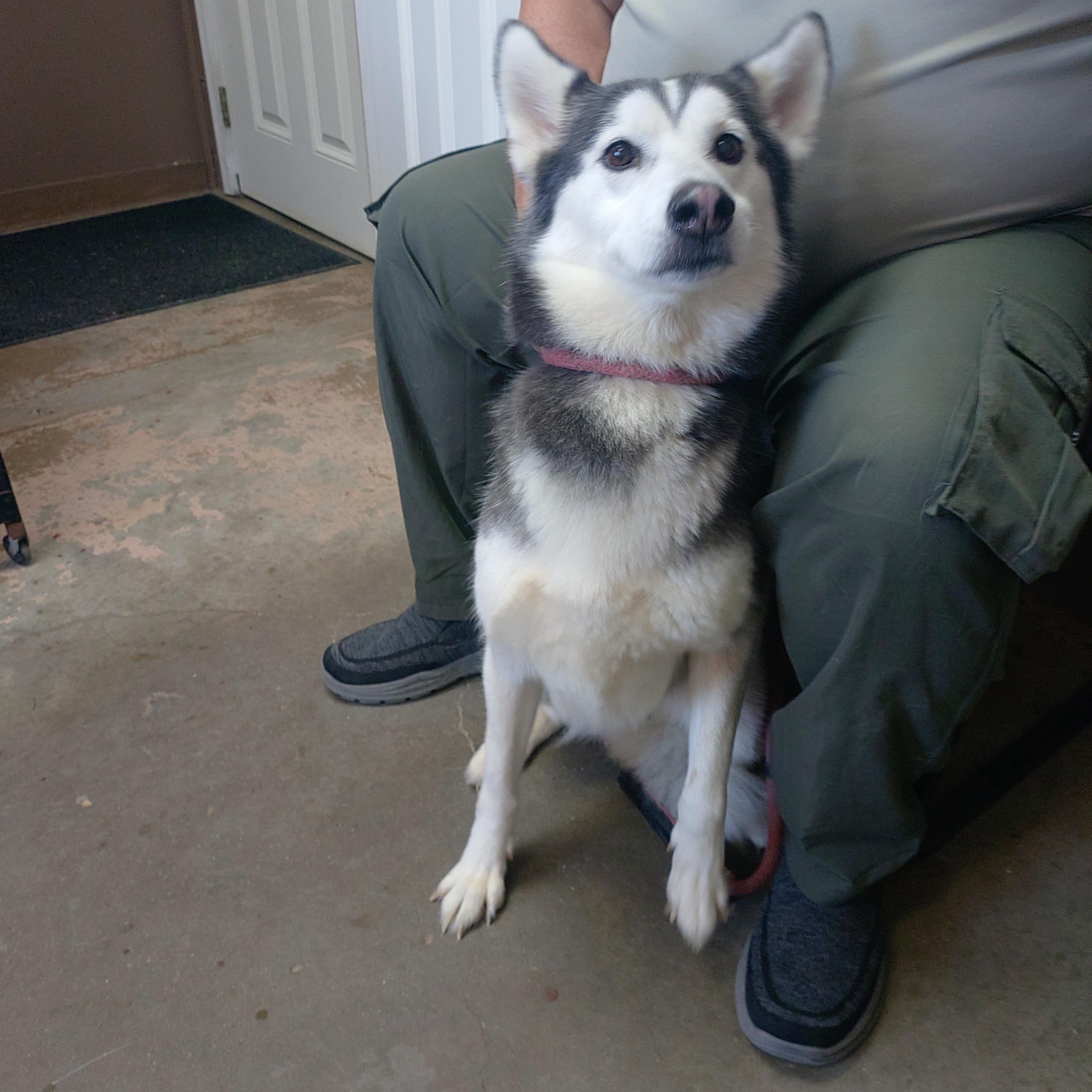 Enlarge 26-118, a Adoptable Husky in Carrollton, OH image 4/4