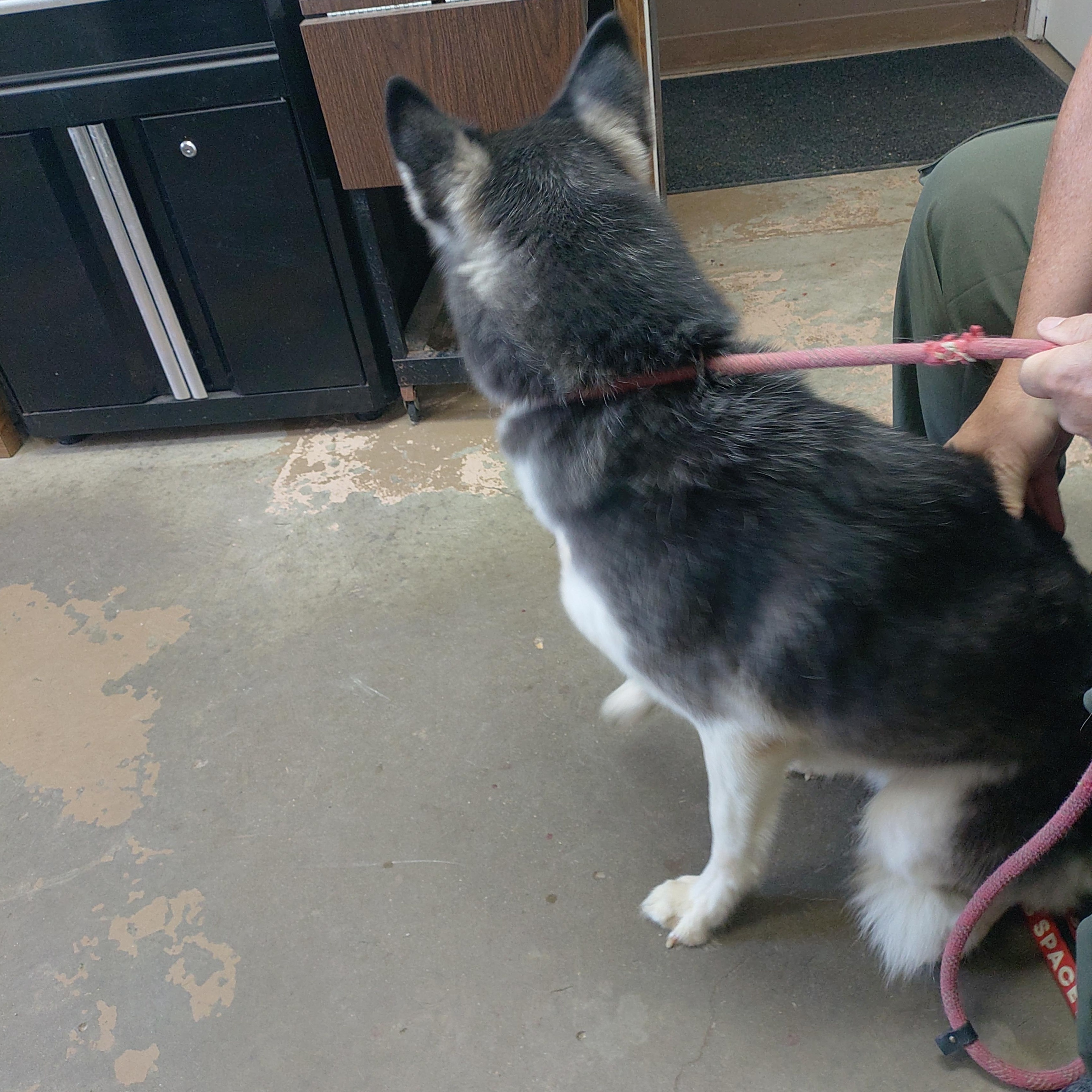 Enlarge 26-118, a Adoptable Husky in Carrollton, OH image 3/4
